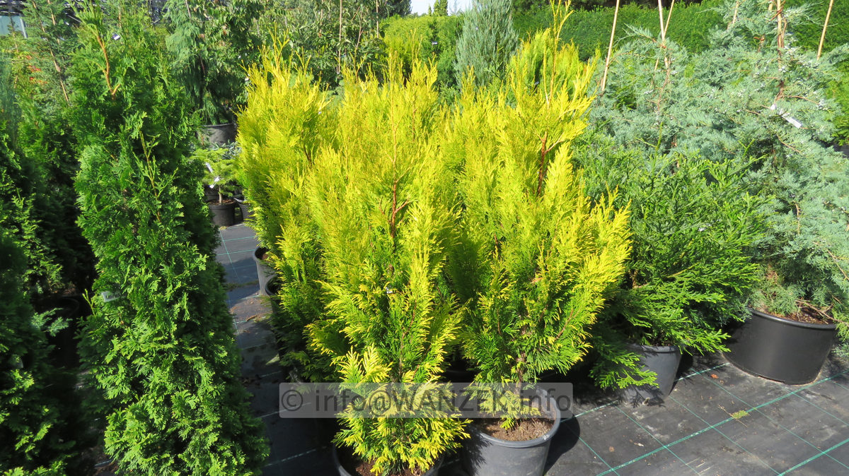 Thuja plicata Goldy 01a.JPG